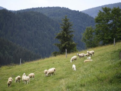 Un troupeau de brebis, le 28 juin 2018 près du village de Loski Potok, en Slovénie - Jure Makovec [AFP]