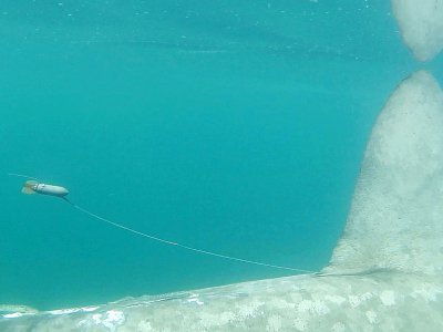 Photographie diffusée le 7 août 2018 par l'APECS (Association pour l'étude et la conservation des sélaciens) montrant un requin pèlerin équipé d'une balise destinée à renseigner les scientifiques sur son mode de vie - YOLUENE MASSEY [APECS/AFP]