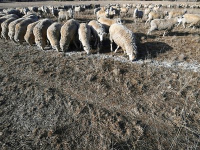 Des moutons mangent des graines de coton car le sol est trop sec pour permettre au gazon de pousser le 7 août 2018 à Duri, en Nouvelle-Galles du Sud, Australie - Saeed KHAN [AFP]