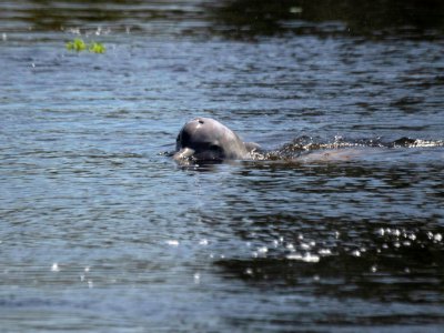 Un dauphin de la rivière de Tucuxi, dans la jungle amazonienne, au Brésil, le 27 juin 2018 - Mauro Pimentel [AFP]