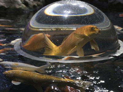 Des poissons rouges, sortis de quarantaine, à l'Aquarium de Paris, le 17 août 2018 - JOEL SAGET [AFP]