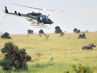 Un membre du Service kényan de la Faune (KWS) s'apprête à tirer avec un fusil chargé d'un produit tranquilisant sur un rhinocéros noir, avant sa capture et son transfert depuis le parc national de Nairobi jusqu'à celui de Tsavo-Est, dans le sud-est d - TONY KARUMBA [AFP/Archives]