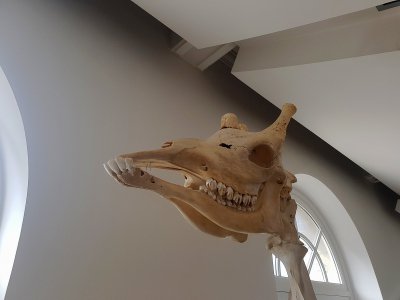 C'est le squelette de Dayo, un jeune mâle, qui est installé dans le hall du Muséum. - Noémie Lair
