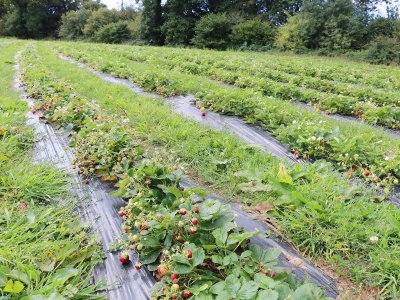 Les fraises sont encore nombreuses en cette fin d'été. - Célia Caradec