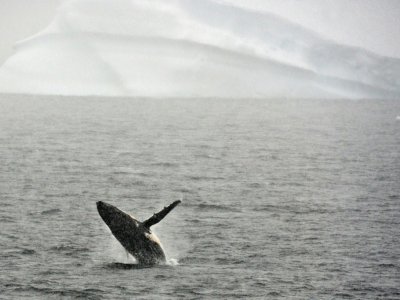 Une baleine saute hors de l'eau dans l'Antarctique le 5 mars 2016. Le Japon menace de quitter la Commission baleinière internationale, ulcéré que la CBI ait dit non au retour de la chasse. - EITAN ABRAMOVICH [AFP/Archives]