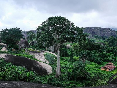 Une vue générale de la végétation sur les collines d'Idanre au Nigéria, le 25 août 2018 - Florian PLAUCHEUR [AFP]