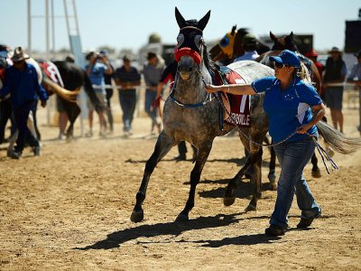 Parade de chevaux lors des courses de Birdsville, le 31 août 2018 en Australie - Saeed KHAN [AFP]
