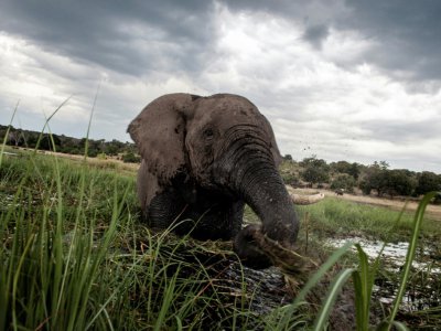 Un éléphant photographié le 20 mars 2015 dans le parc naturel de Chobe, au Botswana. - CHRIS JEK [AFP/Archives]