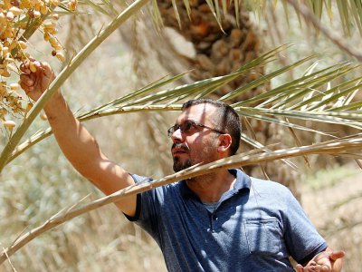 L'agriculteur irakien Raed al-Jubayli surveille les fruits de ses palmiers dattiers à Bassora le 31 août 2018 - Haidar MOHAMMED ALI [AFP]