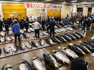 Des poissonniers examinent des thons rouges avant une vente aux enchères au marché de Tsukiji à Tokyo, le 5 janvier 2018 - Kazuhiro NOGI [AFP/Archives]
