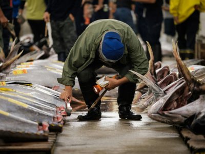 Un acheteur inspecte des thons lors des dernières enchères au marché de poissons de Tsukiji, le 6 octobre 2018 à Tokyo, au Japon - Nicolas Datiche [AFP]