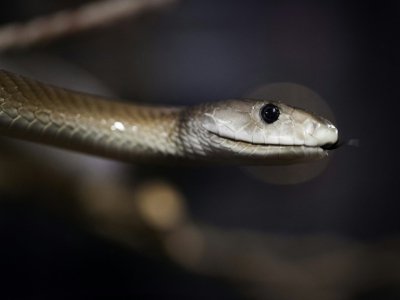 Serpent mamba noir (Dendroaspis polylepis) installé le 5 octobre 2018 au Palais de la découverte - JOEL SAGET [AFP]
