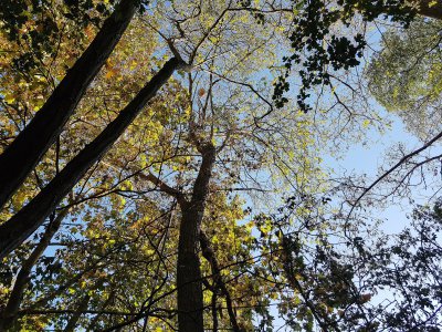 Le nid de frelons asiatiques, à 16 mètres de hauteur. - Margaux Rousset