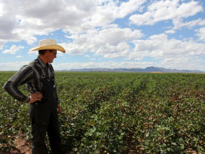 Un agriculteur mennonite regarde son champ de coton, le 25 septembre 2018 à Sabinal, au Mexique - HERIKA MARTINEZ [AFP]