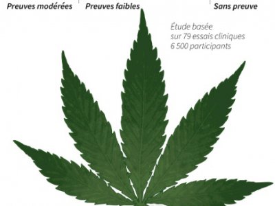 Cannabis thérapeuthique - A. LEUNG, gal/js/rg/vl [AFP]