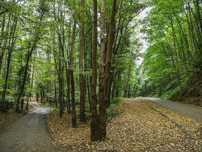 Une forêt proche d'Istanbul, où les enquêteurs turcs ont poursuivi des recherches, le 19 octobre 2018 - OZAN KOSE [AFP]