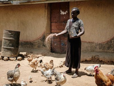 Monica, 30 ans, a investi dans un élevage de poulets dans son village de Bondo, au Kenya le 3 octobre 2018 - Yasuyoshi CHIBA [AFP]