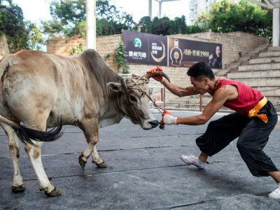 Le lutteur Huang Feilong combat un taureau le 29 septembre 2018 à Jiaxing en Chine - Johannes EISELE [AFP]