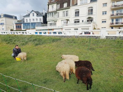 Emmanuel Boudhen, zootechnicien à la ville du Havre, est en charge des moutons. - Gilles Anthoine