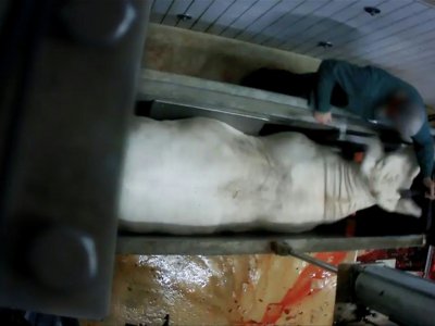 Capture d'écran d'une vidéo diffusée par l'association L214, montrant un employé de l'abattoir du Boischaut, à Lacs, dans l'Indre - HO [L214 - Éthique & Animaux/AFP]