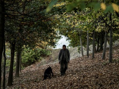 Giovanni Monchiero entraîne le chien Rocky à trouver des truffes, le 24 octobre 2018 dans les bois de Roddi, en Italie - MARCO BERTORELLO [AFP]