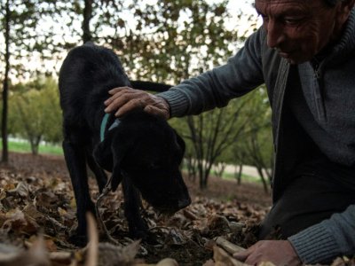 Giovanni Monchiero entraîne le chien Rocky à trouver des truffes, le 24 octobre 2018 dans les bois de Roddi, en Italie - MARCO BERTORELLO [AFP]