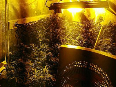 Du matériel de production pour la drogue, ici du cannabis, a été saisi. - Gendarmerie de la Manche