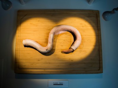 Un pénis de taureau cru, spécialité de Chine, le 7 novembre 2018 au "Musée de la nourriture dégoûtante" à Malmö en Suède - Jonathan NACKSTRAND [AFP]
