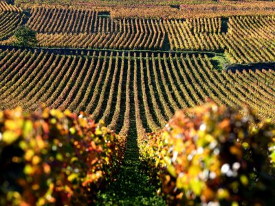 Les vignobles de la Romanée-Conti, le 11 octobre 2017 à Vosne-Romanée, en Côte d'Or - ERIC FEFERBERG [AFP/Archives]