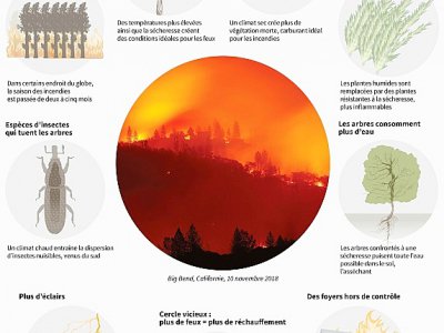 L'impact du changement climatique sur les feux de forêt - Laurence CHU [AFP]
