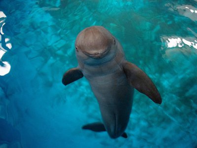Un marsouin du Yangtsé le 10 novembre 2018 dans un delphinarium à Wuhan, en Chine - Johannes EISELE [AFP]
