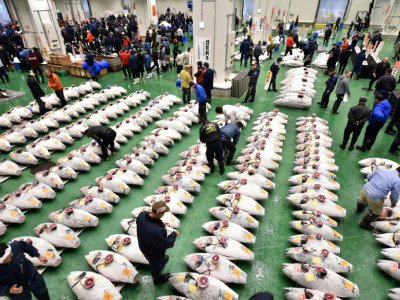 Des grossistes inspectent des tons surgelés lors de la vente aux enchères du marché de Toyosu à Tokyo, le 5 janvier 2019 - Kazuhiro NOGI [AFP]