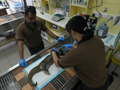 Des vétérinaires examinent un pangolin blessé à Singapour, le 14 décembre 2018 - ROSLAN RAHMAN [AFP]