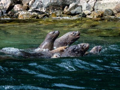 Des otaries à fourrure australe dans les eaux du fjord Seno Ballena en Patagonie, le 7 décembre 2018 - Martin BERNETTI [AFP]
