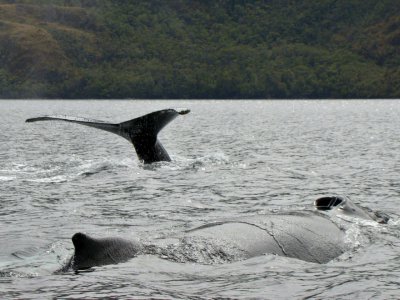 Seno Ballena tire son nom de la venue des baleines dans ce fjord de Patagonie, où elles étaient présentes le 7 février 2011 - Marco PINTO [AFP]