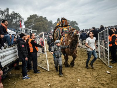 Un garçon quitte l'arène avec son chameau qui vient de combattre, le 20 janvier 2019 à Selcuk, en Turquie - BULENT KILIC [AFP]