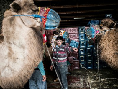 Le propriétaire Furkan Akkaya prépare ses chameaux avant le combat, le 19 janvier 2019 à Selcuk, en Turquie - BULENT KILIC [AFP]
