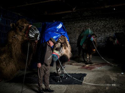 Suleyman Cobanoglu et son chameau à Selcuk  le 19 janvier 2019 en Turquie - BULENT KILIC [AFP]