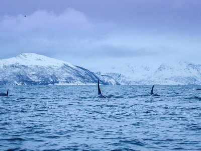Un groupe d'orques dans le fjord Reisafjorden, le 13 janvier 2019 près de Tromsoe, dans l'extrême-nord de la Norvège - Olivier MORIN [AFP]