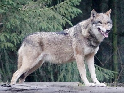 Un loup à Eekholt en Allemagne, dans un parc animalier le 16 janvier 2019 - Carsten Rehder [dpa/AFP/Archives]