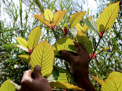 Des feuilles de kratom dans la plantation de Gusti Prabu à Pontiniak en Indonésie, le 25 décembre 2018 - Louis Anderson [AFP]