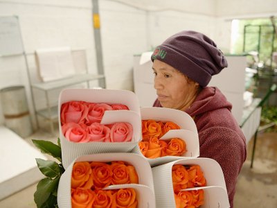Une employée transporte des roses dans une plantation de Cayambe en Equateur le 8 février 2019 - Rodrigo BUENDIA [AFP]