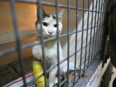Un chat est soigné dans le centre de soins de Sultangazi, dans l'ouest d'Istanbul - OZAN KOSE [AFP]