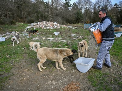 Un employé de la municipalité d'Istanbul nourrit des chiens dans le quartier de Sariyer à Istanbul, le 30 janvier 2019 - OZAN KOSE [AFP]