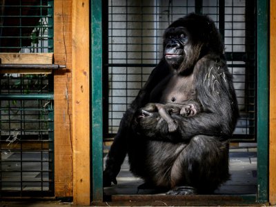 Gypsy et son bébé, le 20 février 2019 au zoo de Saint-Martin-la-Plaine. L'espèce "Gorilla gorilla gorilla" (gorille des plaines de l'Ouest) est classée en danger critique d'extinction - JEAN-PHILIPPE KSIAZEK [AFP]