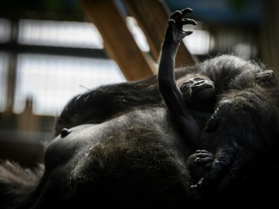 Pendant les six premiers mois, le bébé gorille est constamment en contact avec sa mère et partage son nid. Ici le bébé né en janvier 2019 au parc zoologique de Saint-Martin-la-Plaine - JEAN-PHILIPPE KSIAZEK [AFP]