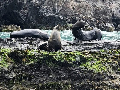 Des otaries sur l'île Robinson Crusoël, le 30 janvier 2019, dans l'archipel chilien Juan Fernandez - Ana FERNANDEZ [AFP]
