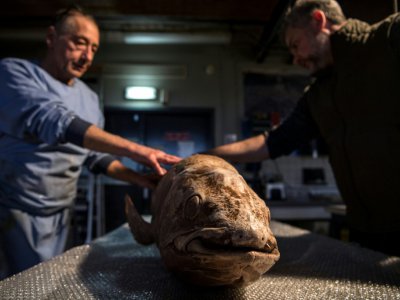 Deux taxidermistes du Muséum d'histoire naturelle de Paris  Christophe Gottini (G) Vincent Cuisset (D) s'occuppent d'un coelacanth le 12 mars 2019 - Christophe ARCHAMBAULT [AFP]