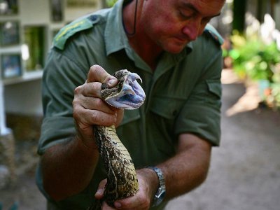Un serpent fraîchement capturé par les membres du centre Bio-Ken à Watamu, au Kenya, le 13 février 2019 - TONY KARUMBA [AFP]