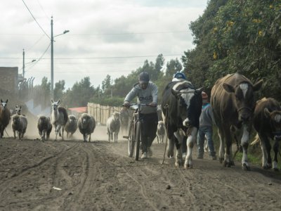 Des troupeaux de vaches, moutons et lamas dans le village de Cuatro Esquinas, sur les contreforts du volcan Chimborazo, en Equateur, le 19 février 2019 - Pablo Cozzaglio [AFP]